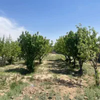 باغچه ۱۰۰۰ متری