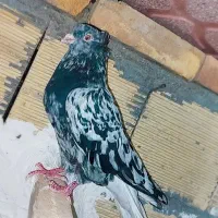کفتررنگی دمسفید