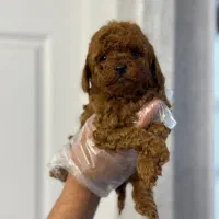 پودل توی|سگ|تهران, شهرک آزمایش|دیوار