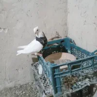 طوقی زرین نر|پرنده|کبودرآهنگ, |دیوار