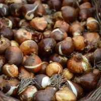 فروش پیاز گل نرگس شهلا|گل و گیاه طبیعی|شیراز, معالی‌آباد|دیوار