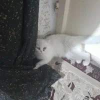 گربه پرشین بریتیش ماده سفید|گربه|کرمانشاه, |دیوار