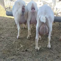 شیر بز مجود