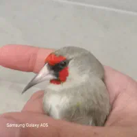 سهره نر کرمانی