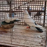 کبوتر|پرنده|شوشتر, |دیوار