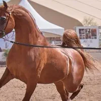 اسب عرب دوسر