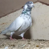 کبوتر ایرانی