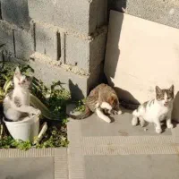 واگذاری گربه|گربه|خرمآباد (تنکابن), |دیوار