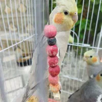 فروش عروس هلندی جفت