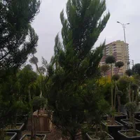 گلستان کاج وگل مهندس رحمانی|خدمات باغبانی و درختکاری|مشهد, امیریه|دیوار