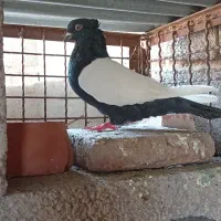 جفت سینه ای
