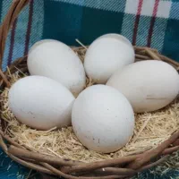 تخم غاز نطفه دار از شما جوجه کشی از من