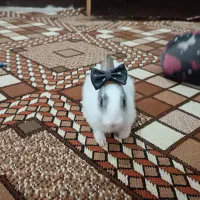 خرگوش|موش و خرگوش|بندر ماهشهر, |دیوار