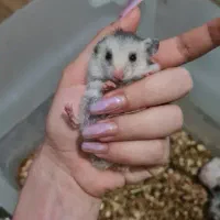 بچه همستر نژادار|موش و خرگوش|شیراز, ارم|دیوار