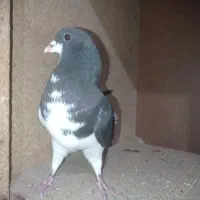 سه تا سیاهپوش بی عیب حراج|پرنده|اقبالیه, |دیوار