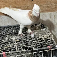 طوقی زرد و سبز ماده