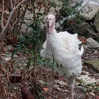 بوقلمون گوشتی ارگانیک