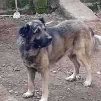 سراب|سگ|قزوین, |دیوار