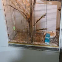 قفس تزئینی|لوازم جانبی حیوانات|بوشهر, |دیوار