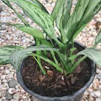 گلسرای پارین|گل و گیاه طبیعی|آستارا, |دیوار