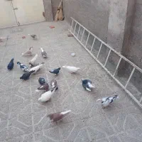 کفتر|پرنده|نیشابور, ابراهیم ادهم|دیوار