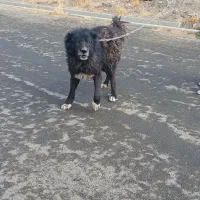 واگذاری قدرجونی