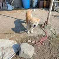 سگ شیتزو ماده اماده جفت گیری|سگ|ماسال, |دیوار