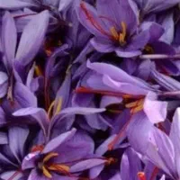 خریدار گل زعفران