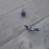 کبوتر پاکستانی|پرنده|شاهین‌شهر, شهرک میلاد|دیوار