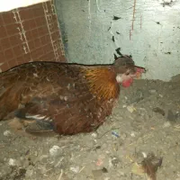 مرغ تخم کن محلی