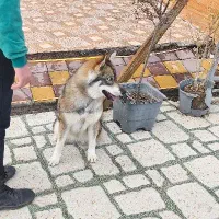 واگذاری هاسکی