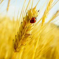 خ.رید وام ازدواج