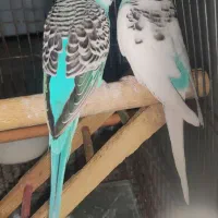 طوطی سان جوان یک جفت