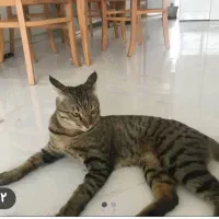 گربه حیوان خانگی