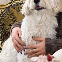 سگ گمشده یا دزدیده شده|حیوانات|قزوین, |دیوار