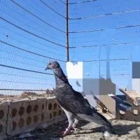 کله سیاه پرشی|پرنده|تربت جام, جامرود|دیوار