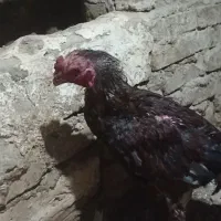 لاری