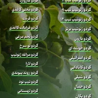 ـ درخت گردوی اصیل با تضمین سوددهی|خدمات باغبانی و درختکاری|سنندج, |دیوار