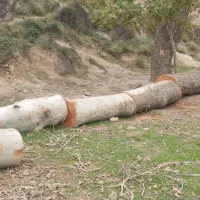 خریدار چوب درخت شما به بالاترین قیمت روز