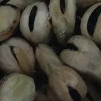 فروش باقلا خشک درجه یک به شرط پخت بدون پشه|خوردنی و آشامیدنی|تهران, تهرانپارس شرقی|دیوار
