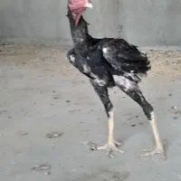جوجه خروس لاری