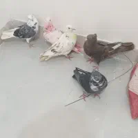 کبوتر تهرانی