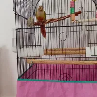 طوطی گرینچیگ