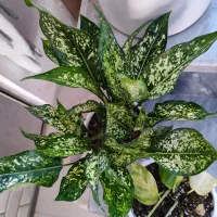 انواع گل با قیمت خوب ب فروش میرسد|گل و گیاه طبیعی|آزادشهر, |دیوار