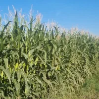 زورت علووفه ایی