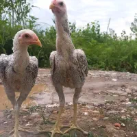 جوجه لازمه ۴ماهه