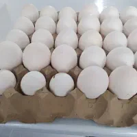 تخم‌مرغ نوک خورده تمیز بهداشتی