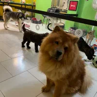 هتل پانسیون سگها شرق و شمال شرق|خدمات پیشه و مهارت|تهران, سوهانک|دیوار