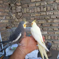 جفت عروس هلندی حرفه ای رام رام