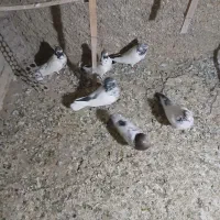 باسلام 5تا شهرستانی هم هست|پرنده|پاکدشت, پاکدشت (مامازند)|دیوار